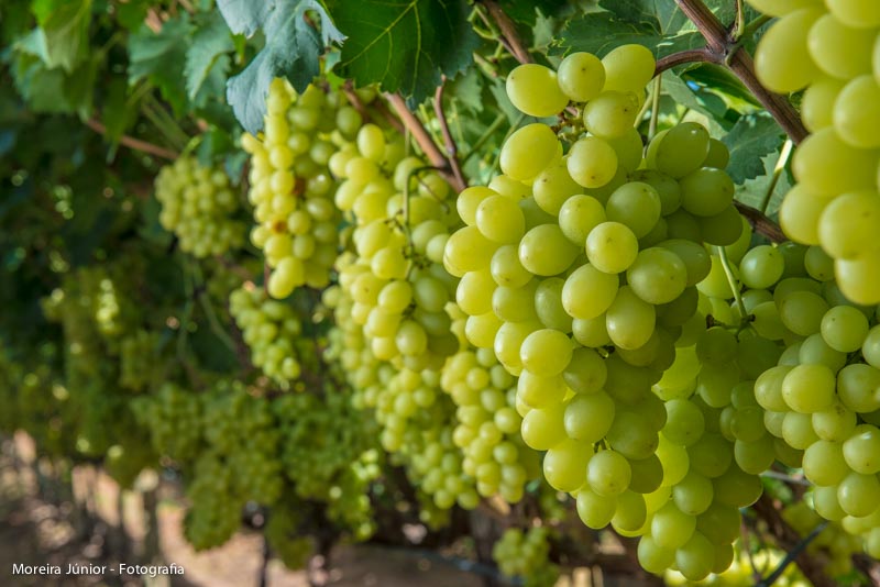Uvas premium