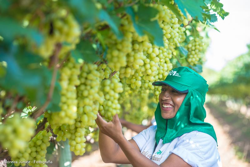 Colheita de uvas brancas
