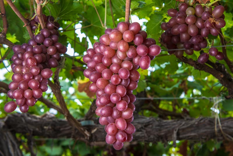 Uvas vermelhas