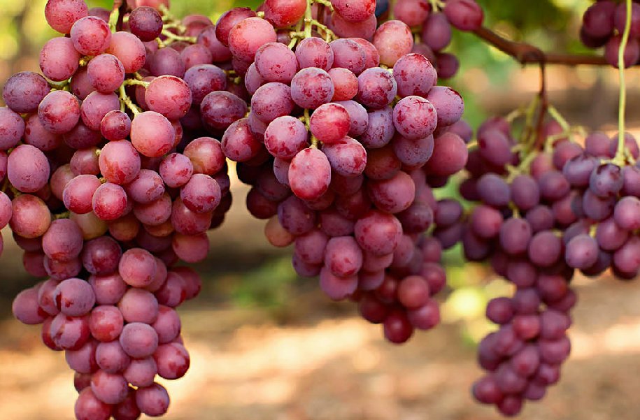 Uva ARRA Cherry Crush